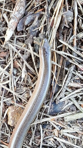 Screenshot_20210529-144851_Gallery