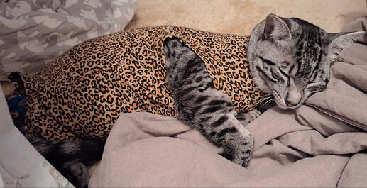 Screenshot 2026-04-11 at 10.49.24