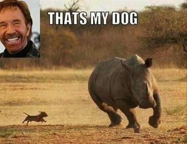 chuck-norris-funny-dog-pictures
