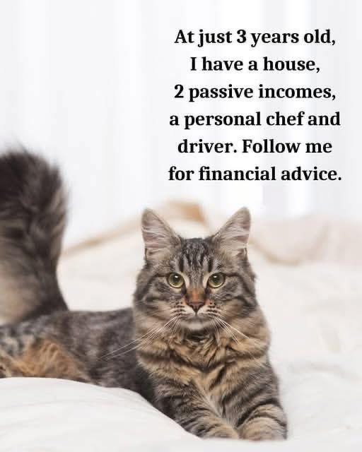 En katt ligger avslappnat på en säng med en humoristisk text om att ha uppnått ekonomisk framgång vid 3 års ålder. (Captioned by AI)