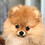 Chili_Bopp