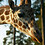 Giraffen