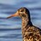 Ruffs_Sandpiper