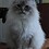 Skakspjut